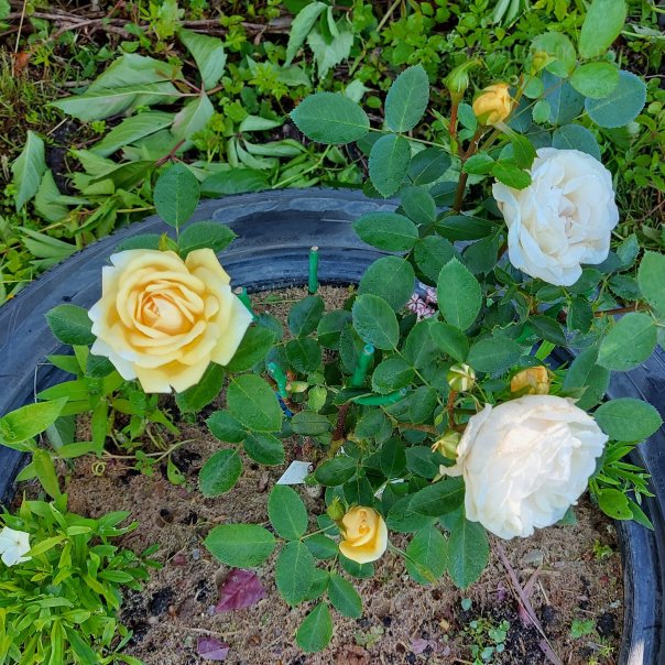 превью изображения отзыва