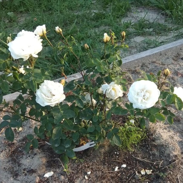 превью изображения отзыва