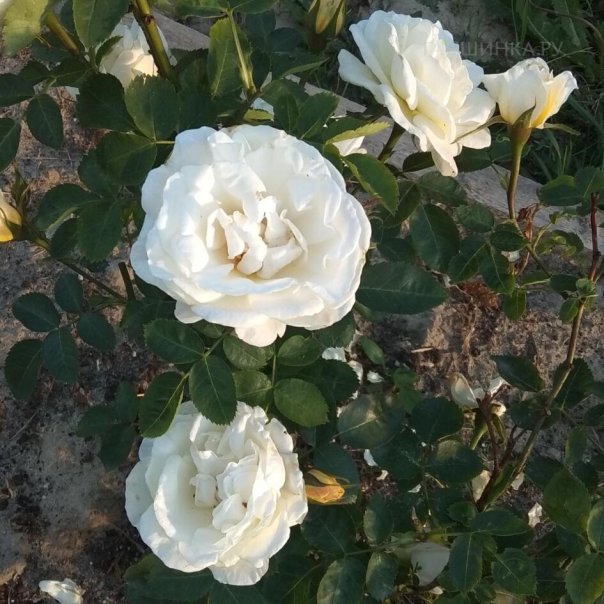 превью изображения отзыва