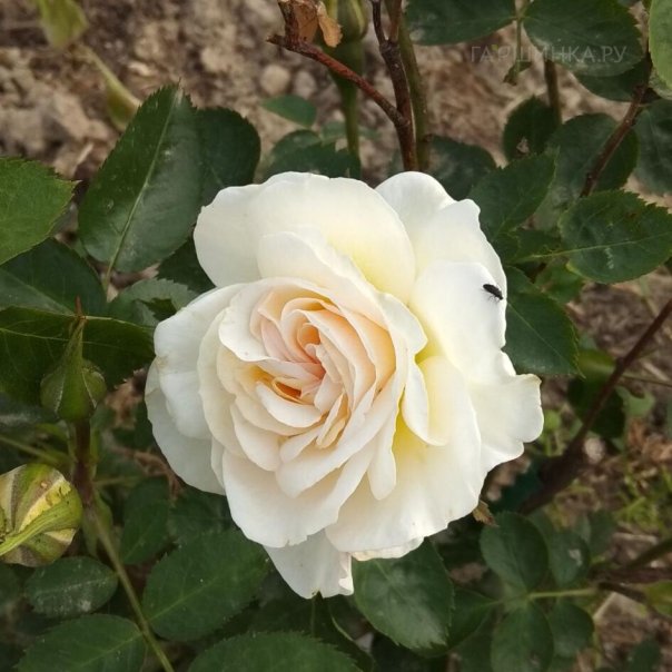 превью изображения отзыва