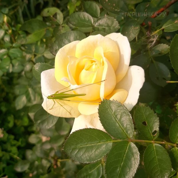 превью изображения отзыва