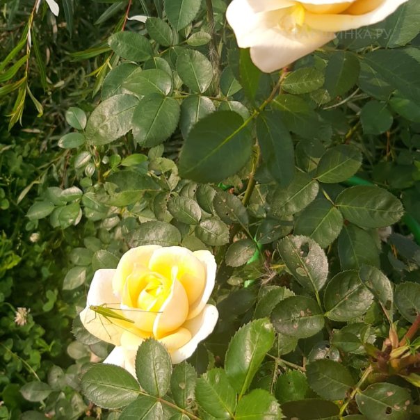 превью изображения отзыва