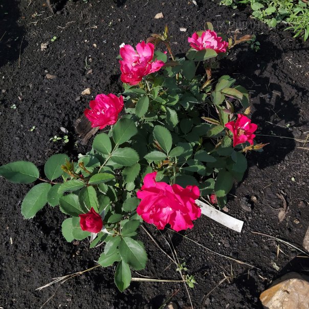 превью изображения отзыва