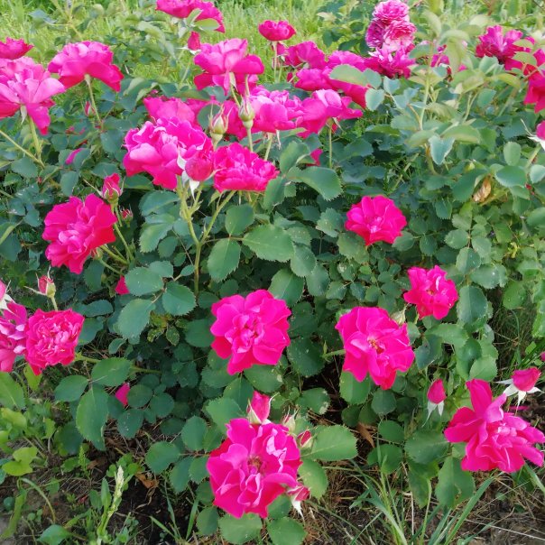 превью изображения отзыва