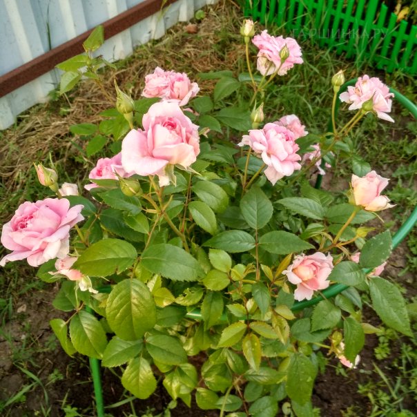 превью изображения отзыва