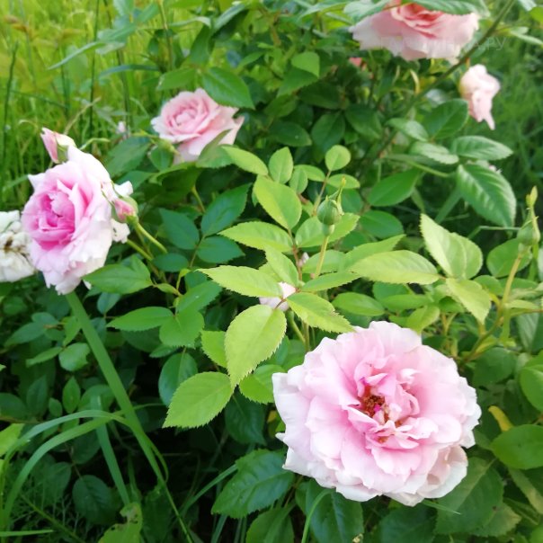 превью изображения отзыва