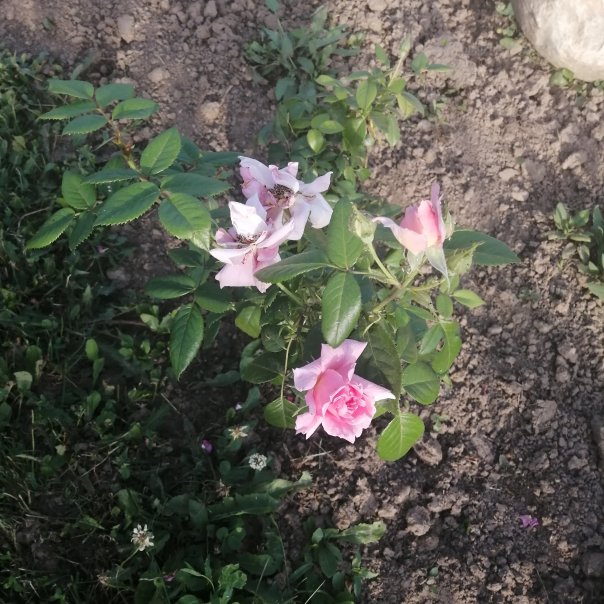 превью изображения отзыва