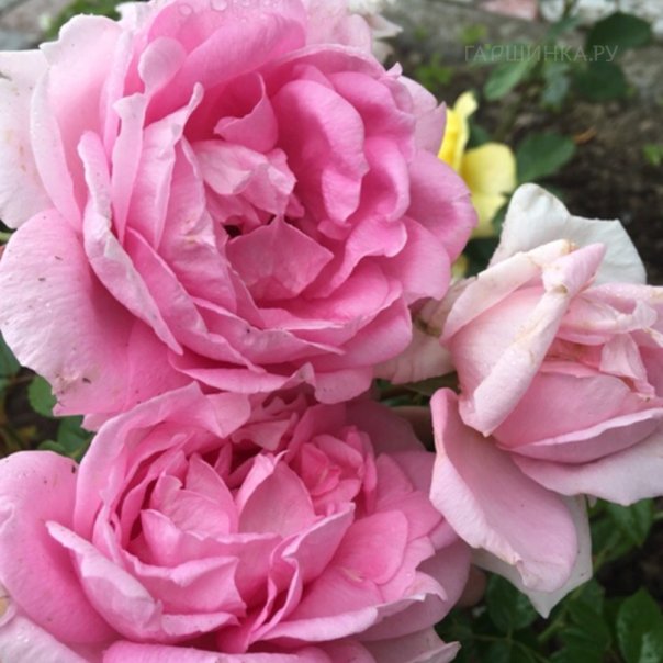 превью изображения отзыва