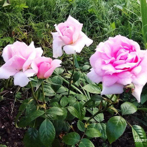 превью изображения отзыва