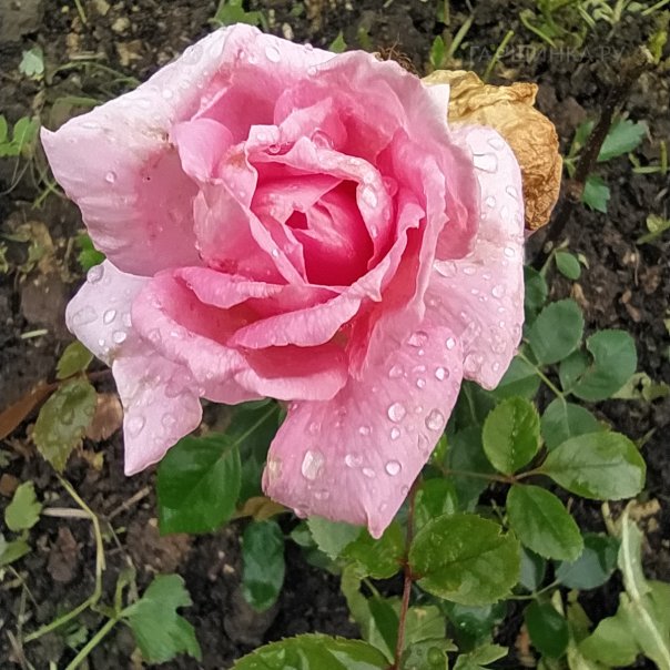 превью изображения отзыва