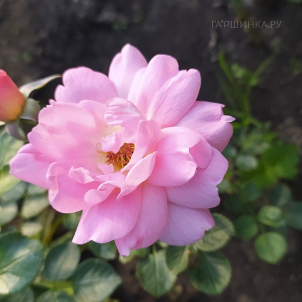 превью изображения отзыва