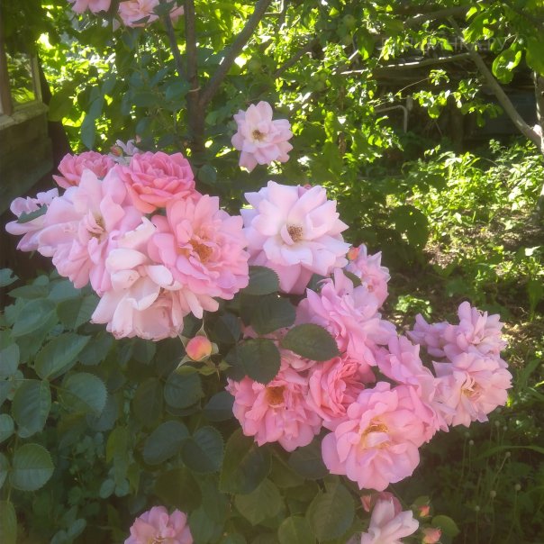 превью изображения отзыва