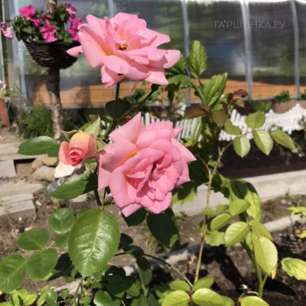 превью изображения отзыва