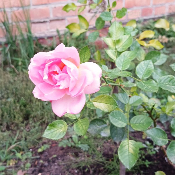 превью изображения отзыва