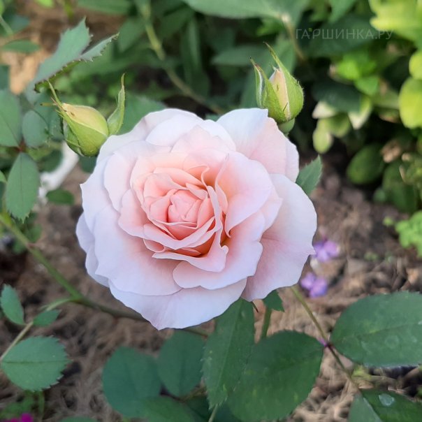 превью изображения отзыва