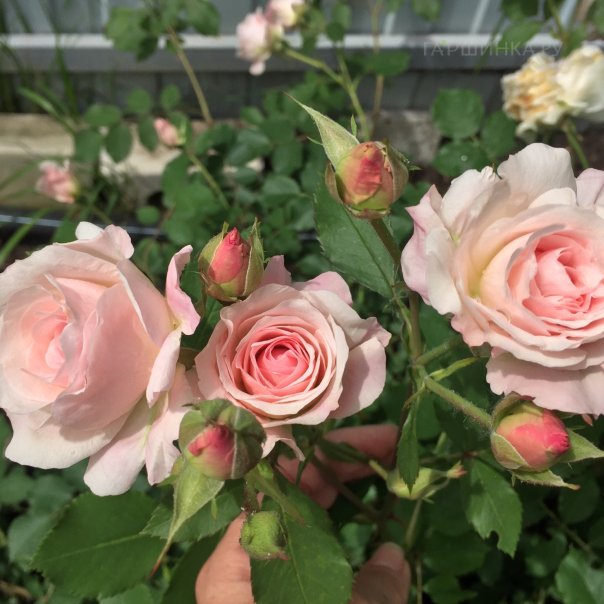 превью изображения отзыва