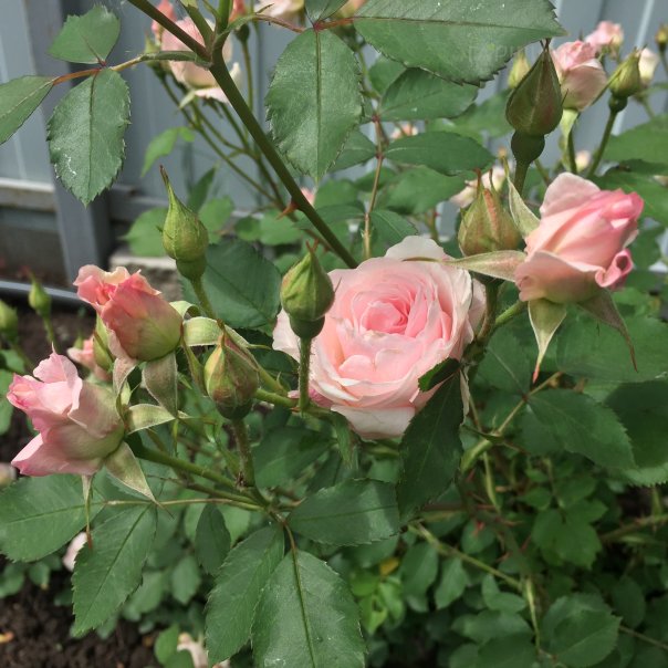 превью изображения отзыва