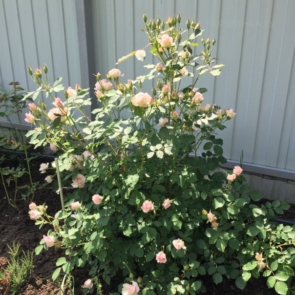 превью изображения отзыва