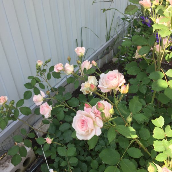 превью изображения отзыва