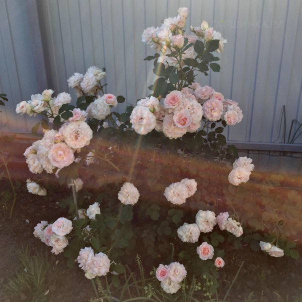 превью изображения отзыва