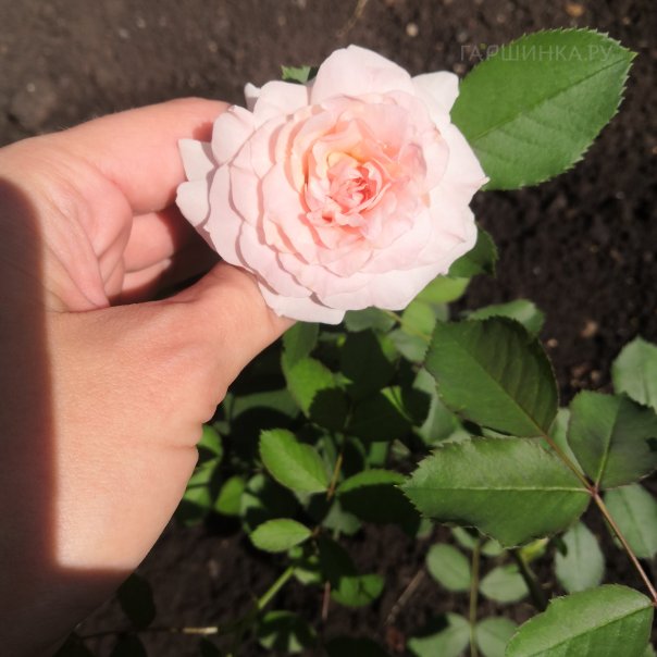 превью изображения отзыва