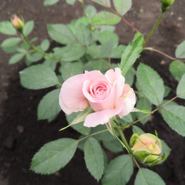 превью изображения отзыва