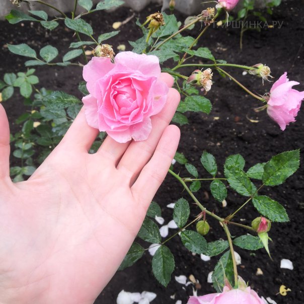 превью изображения отзыва