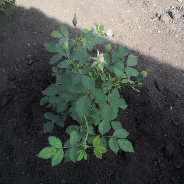 превью изображения отзыва