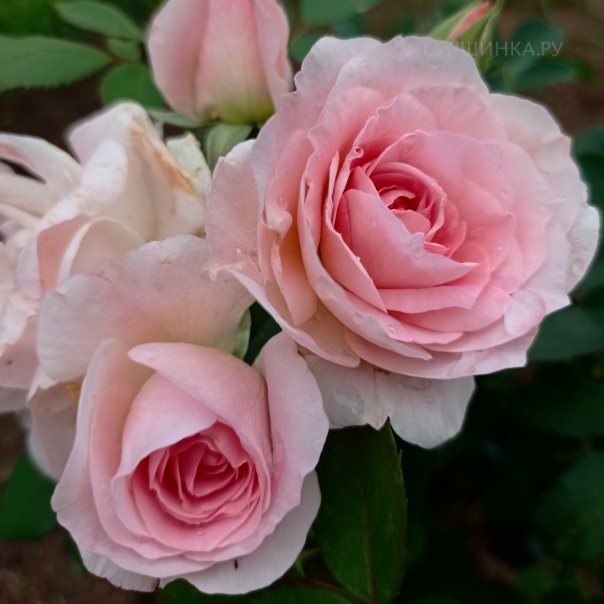 превью изображения отзыва