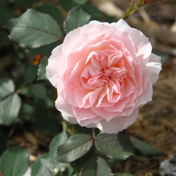 превью изображения отзыва