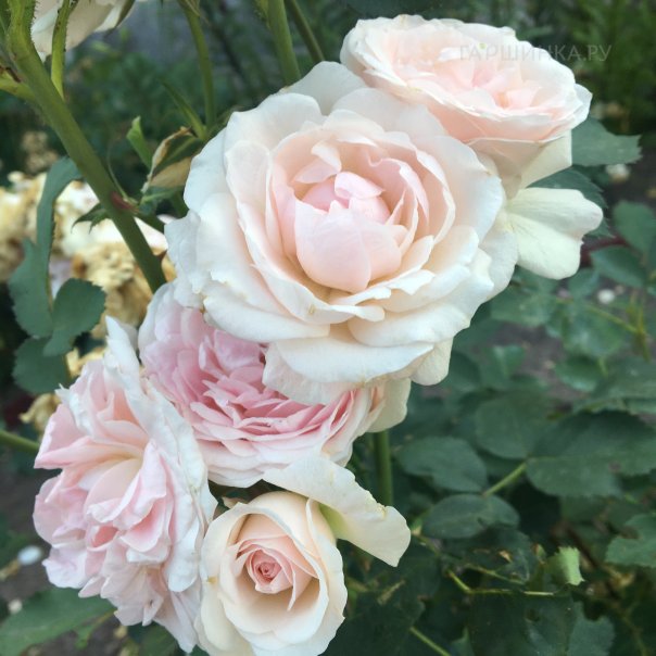 превью изображения отзыва