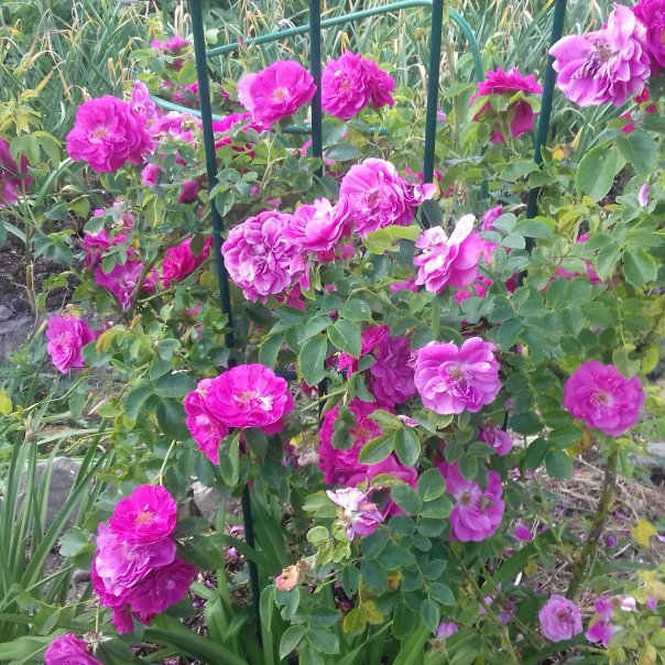 превью изображения отзыва