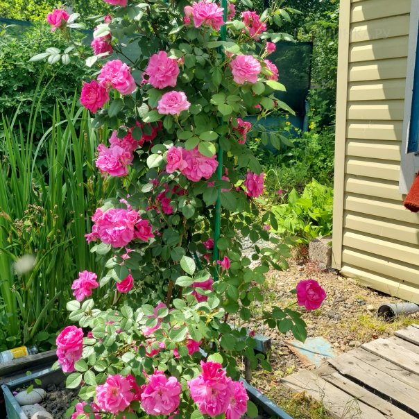 превью изображения отзыва