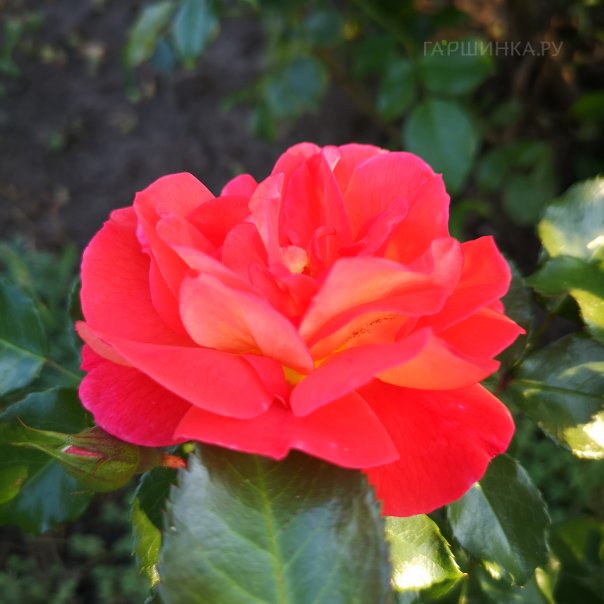 превью изображения отзыва