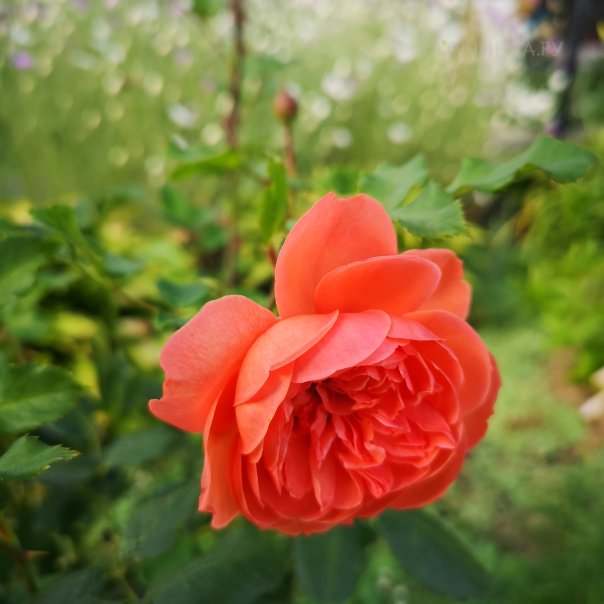 превью изображения отзыва