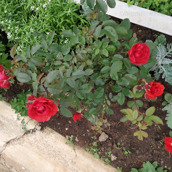 превью изображения отзыва