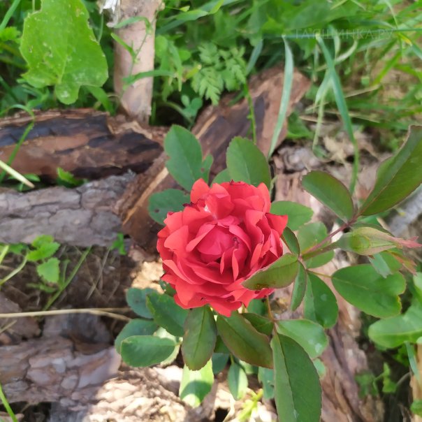 превью изображения отзыва