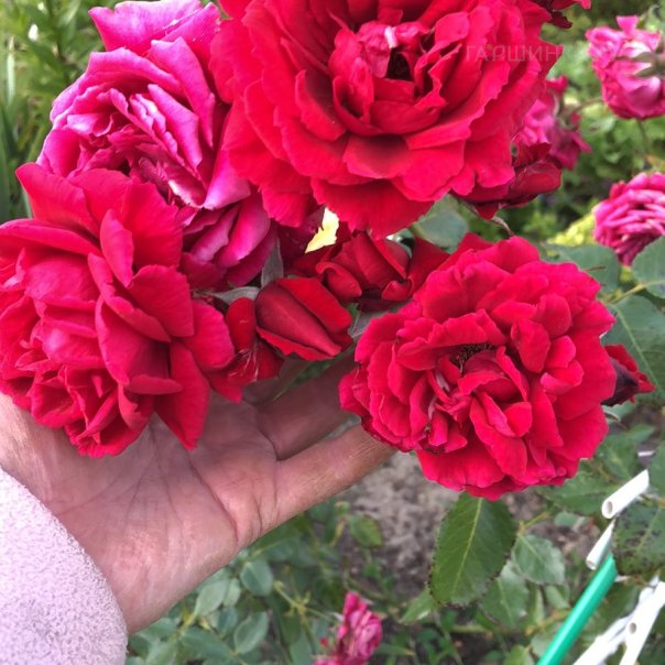 превью изображения отзыва