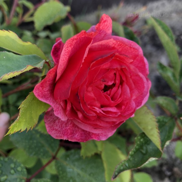 превью изображения отзыва