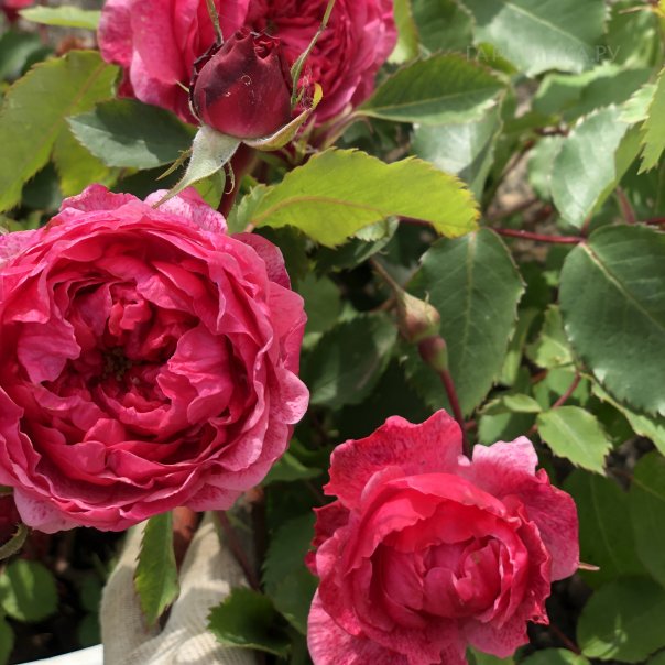 превью изображения отзыва