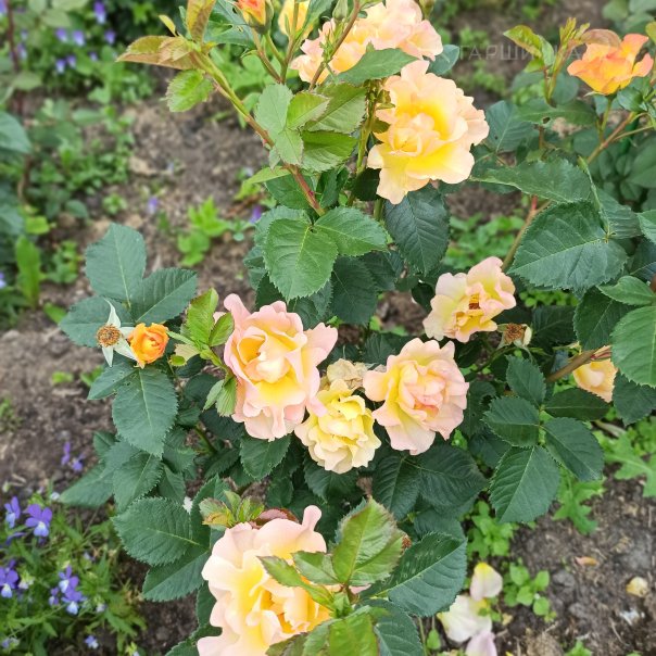 превью изображения отзыва