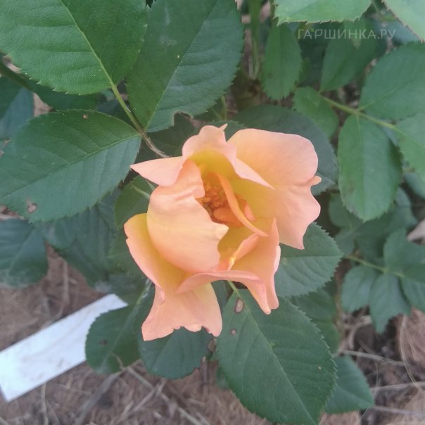 превью изображения отзыва