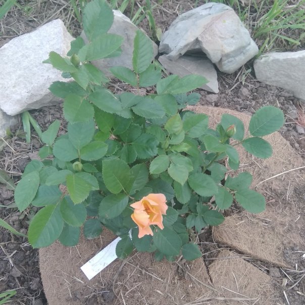 превью изображения отзыва