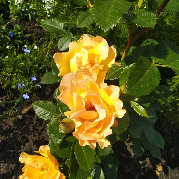 превью изображения отзыва