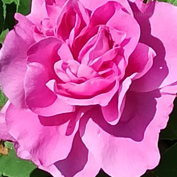 превью изображения отзыва