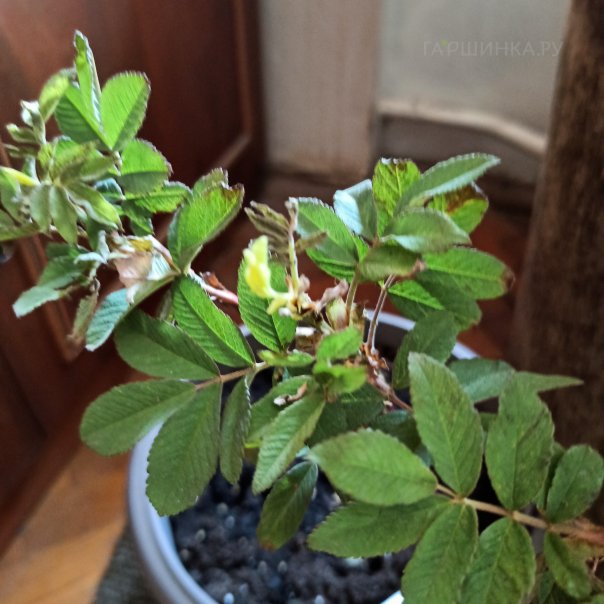 превью изображения отзыва