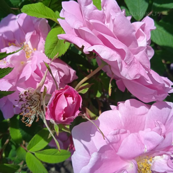 превью изображения отзыва