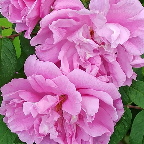 превью изображения отзыва