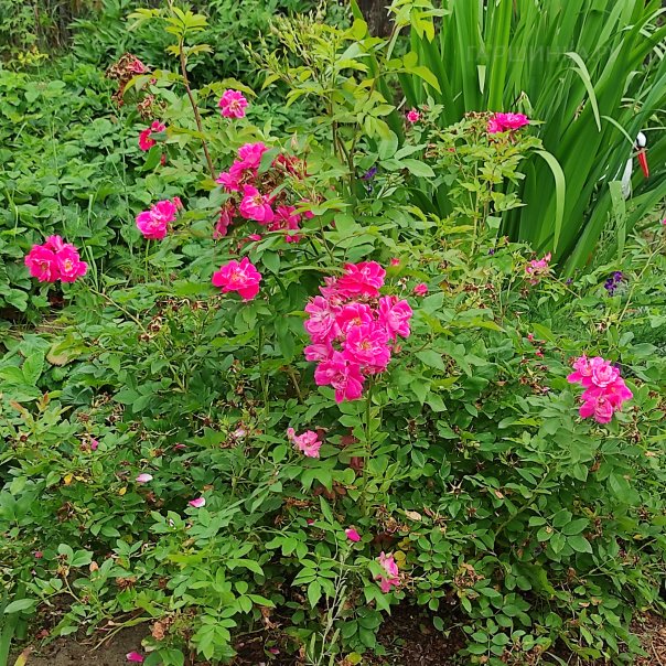 превью изображения отзыва