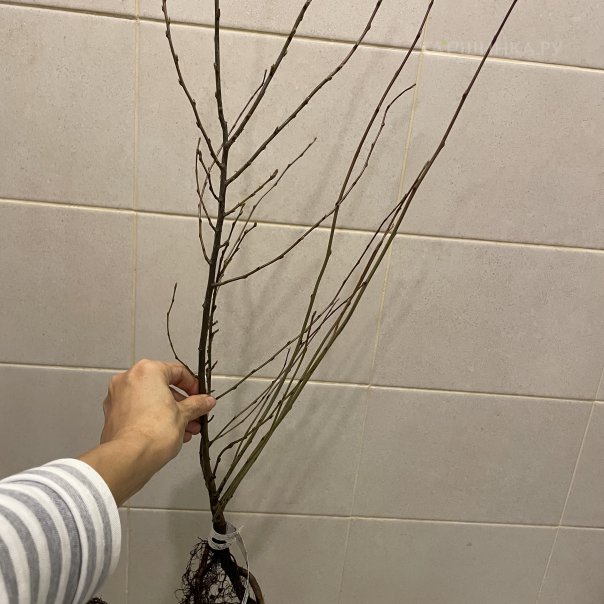 превью изображения отзыва